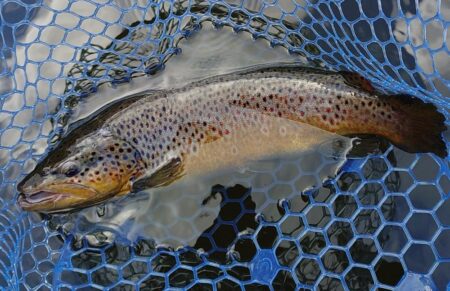 初釣り ～岡崎トラウトポンド～